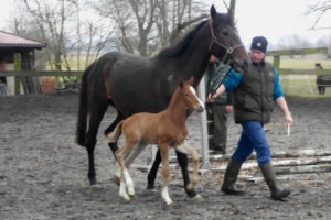 Banditentraum Pferd und Fohlen