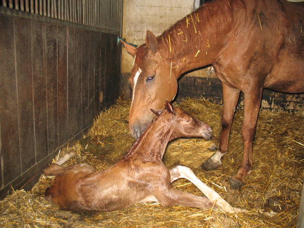 Pferd, Leben, Lebenserwartung