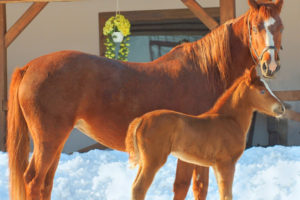 Winterfohlen