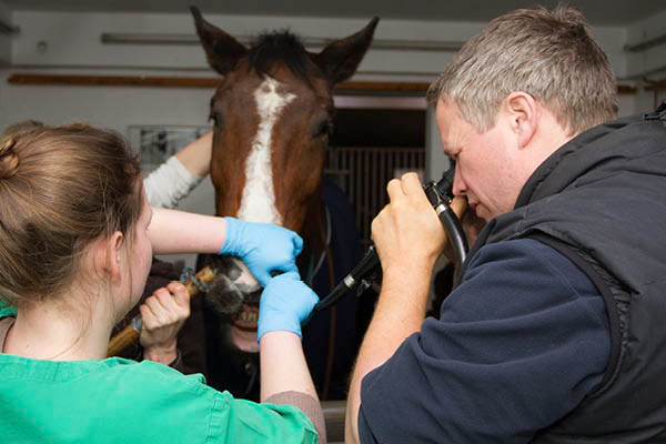 Bronchoskopie-beim-Pferd