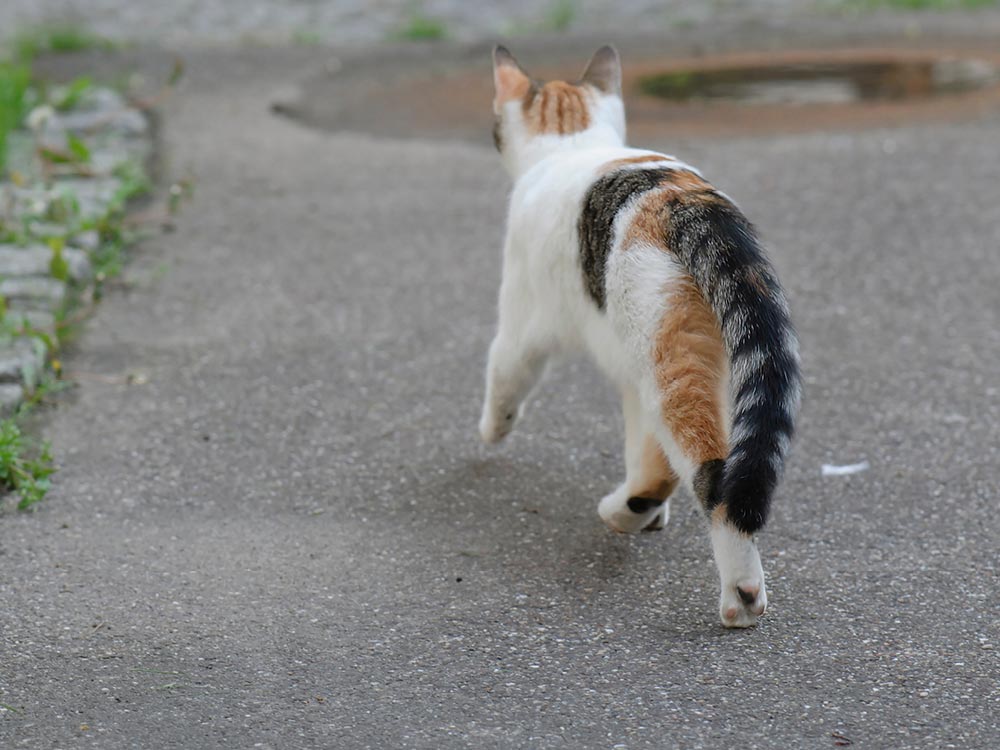 Kastrationspflicht bei Freigängerkatzen